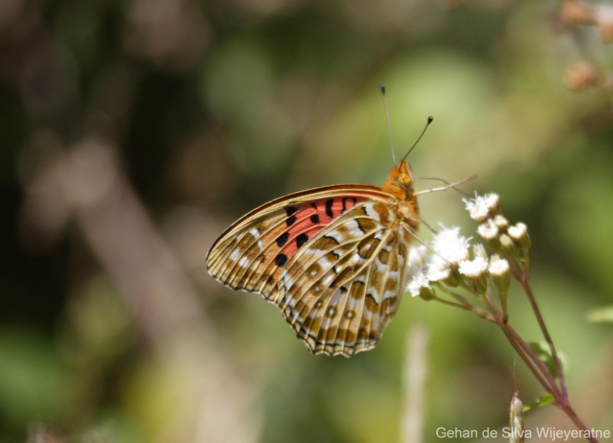 Argynnis hyperbius Linnaeus, 1763